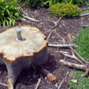 Top Stump Grinding Services.