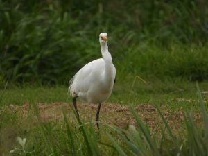 White Heron in Tauranga