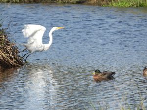 White Heron in Tauranga