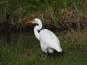 White Heron in Tauranga