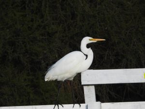 White Heron in Tauranga