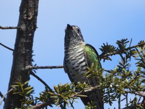 Shining Cuckoo in Tauranga