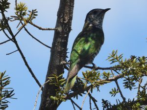 Shining Cuckoo in Tauranga