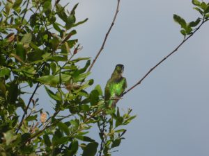 Shining Cuckoo in Tauranga