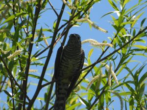 Shining Cuckoo in Tauranga